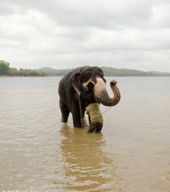 Elephants