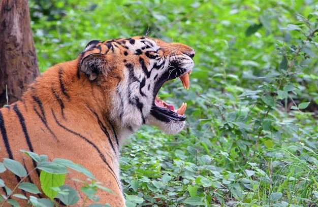 Lion Safari tyarekoppa shivamogga
